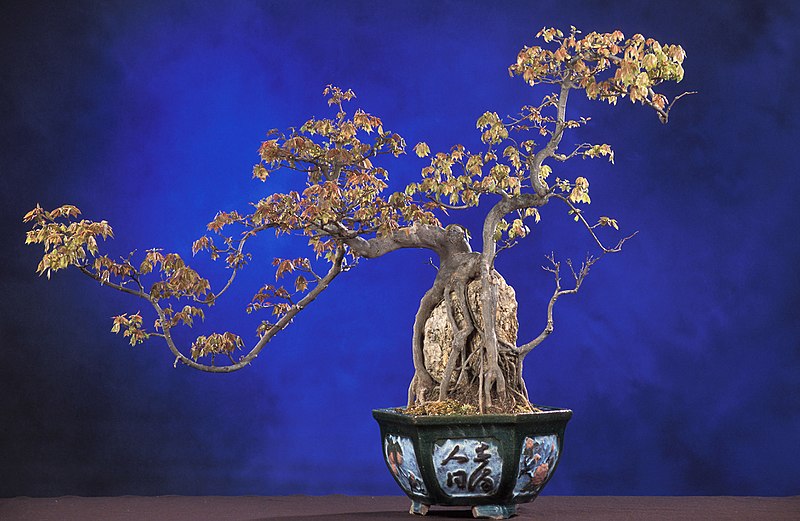 Trident Maple bonsai