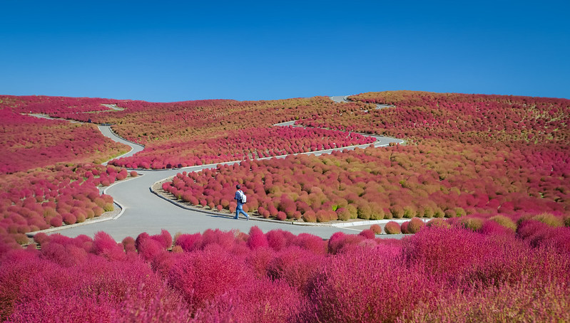 Hitachi Seaside Park