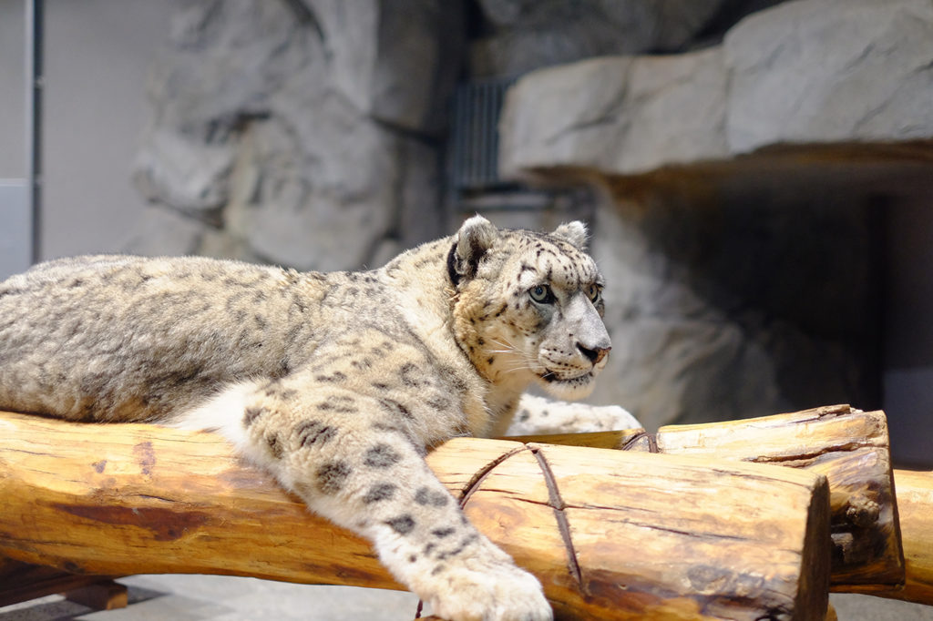 Snow Leopard at Sapporo Maruyama Zoo.