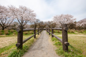 Kinchakuda cherry blossoms