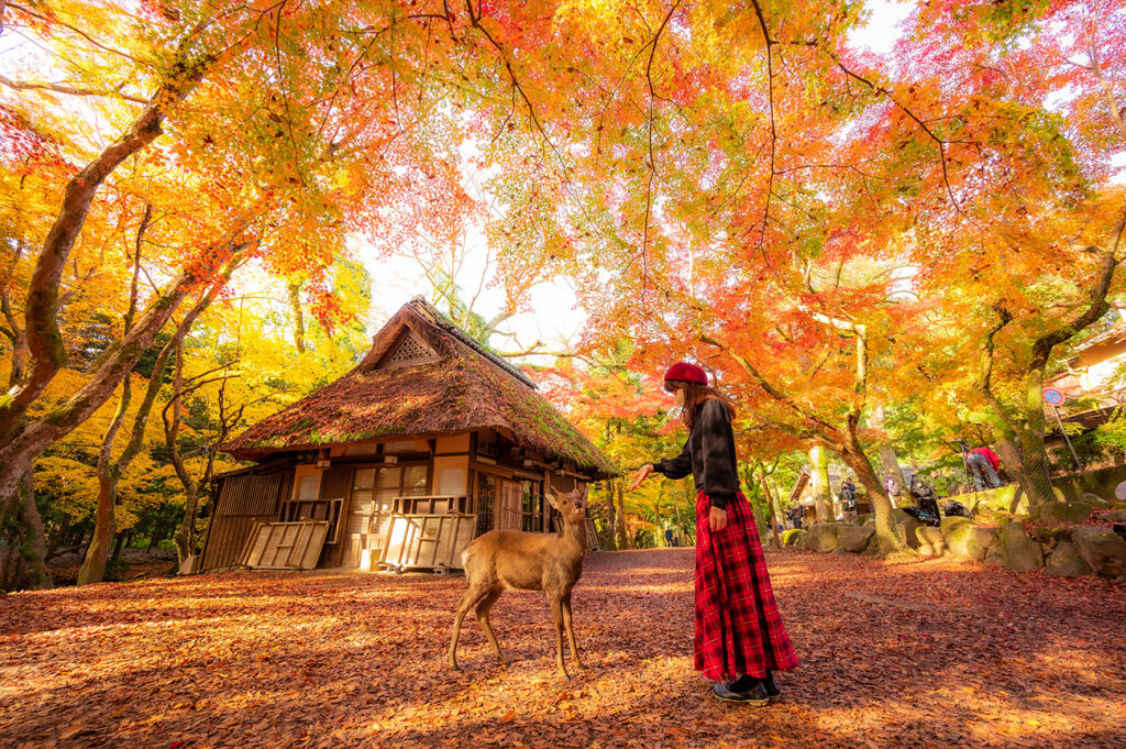 Autumn landscape in Nara national park - Japan.