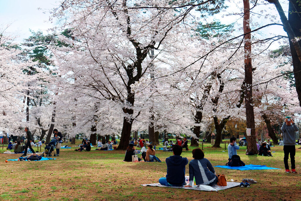 People have a picnic with their family or friends & admire beautiful cherry blossoms under huge Sakura trees in Omiya Park, Saitama, Japan ~ Hanami is a popular, traditional leisure activity in Japan